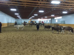 Martin Black Stockmanship work at KarMik Acres